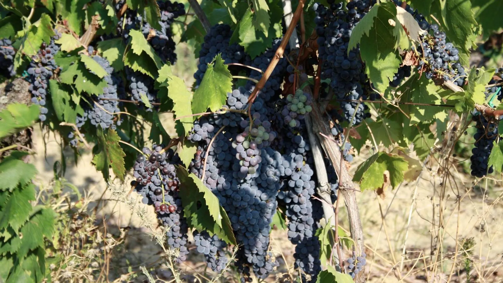 مزرعة للإقامة Agriturismo Rigone In Chianti مونتايون إيطاليا